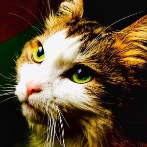 Meet your Posher, Dee